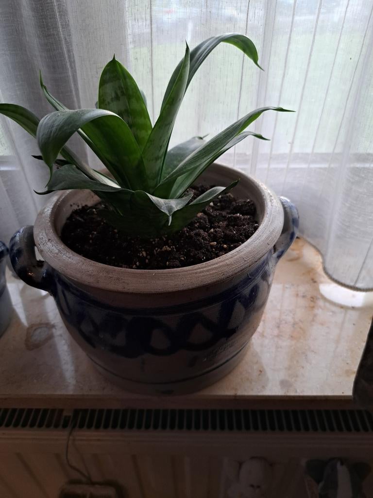 Keulse pot met plant, Ophalen of Verzenden