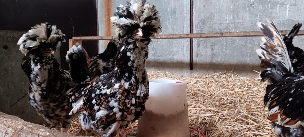 GEZOCHT PADUA TOLBUNT HAAN, Dieren en Toebehoren