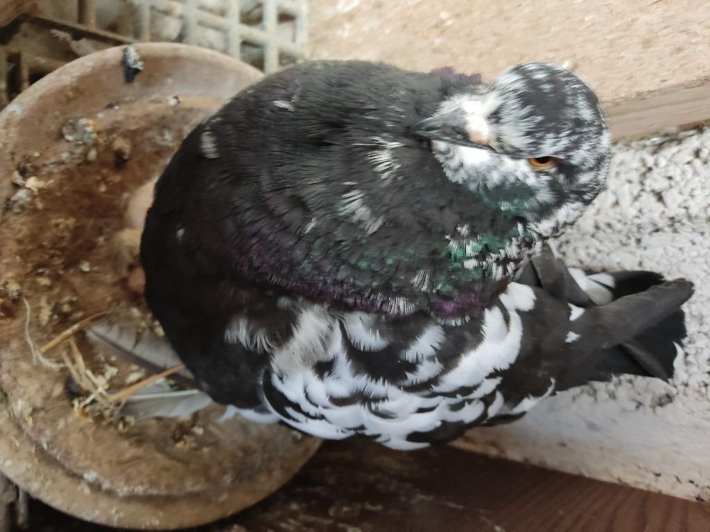 koning duif, Dieren en Toebehoren, Vogels | Duiven, Geslacht onbekend, Overige soorten