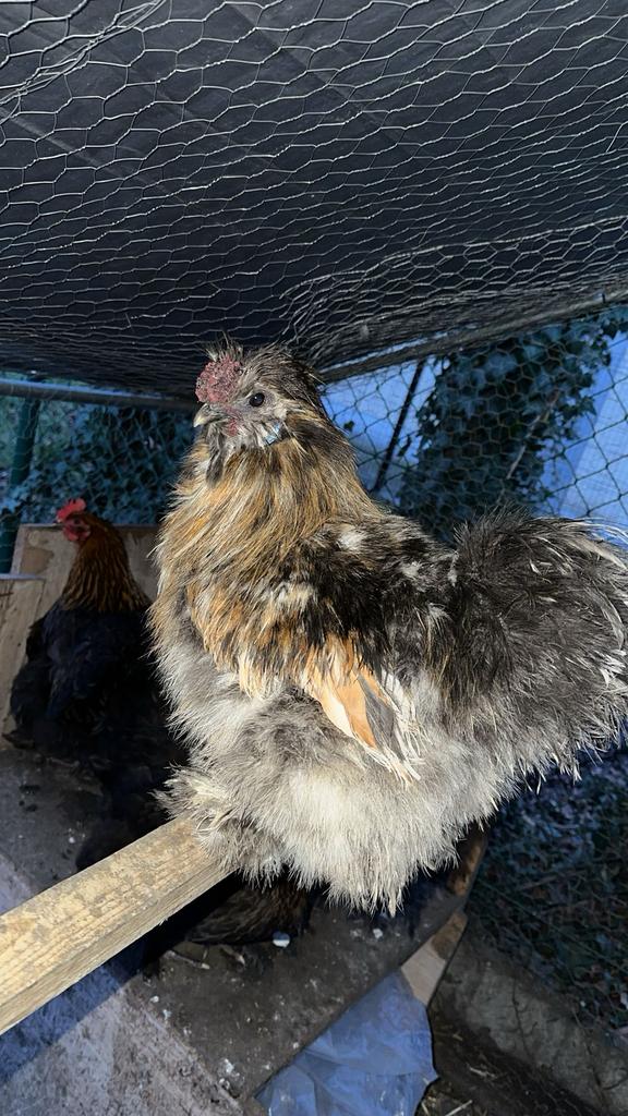 zijdehoen haan, Dieren en Toebehoren