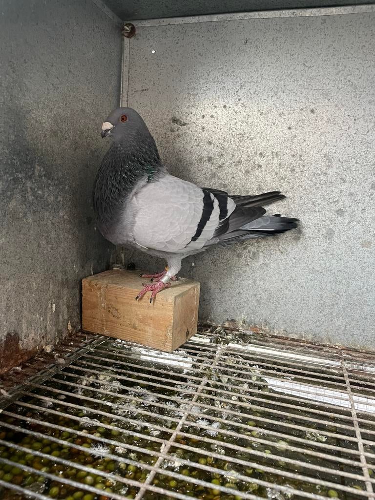 Jiennense de Vuelo, Maart, Meerdere dieren