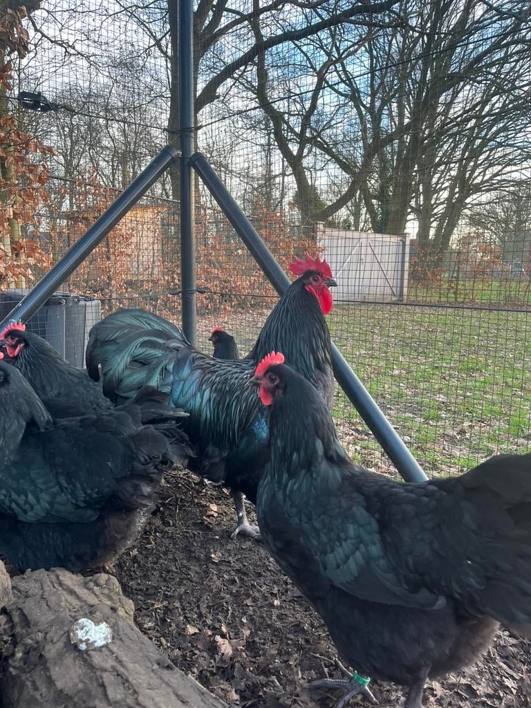Œufs à éclore de grands oiseaux Australorp (expédition), Plusieurs animaux, Poule ou poulet