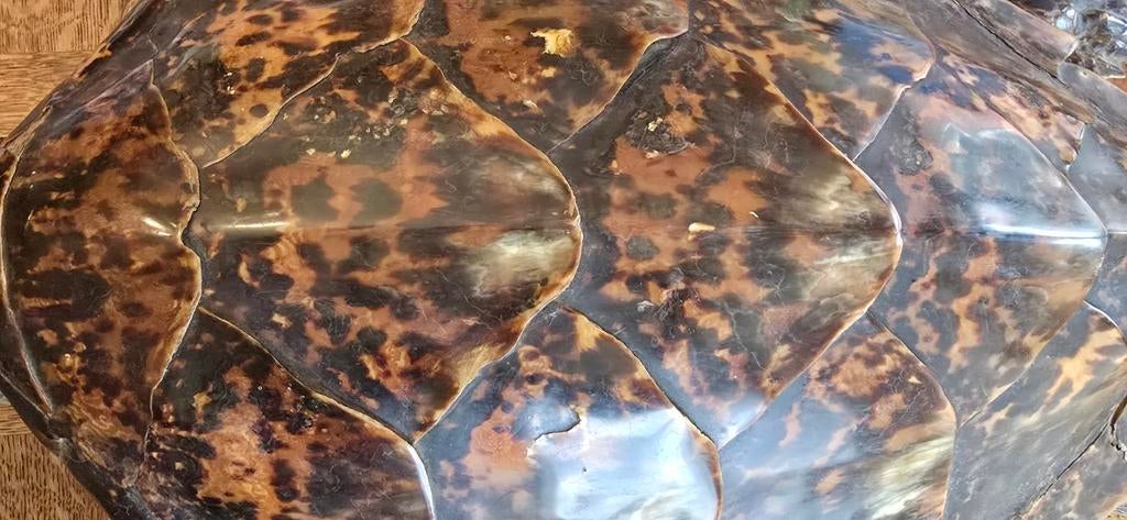 een compleet opgezet exemplaar van een karetschildpad, Dieren en Toebehoren, Vissen | Aquaria en Toebehoren, Ophalen