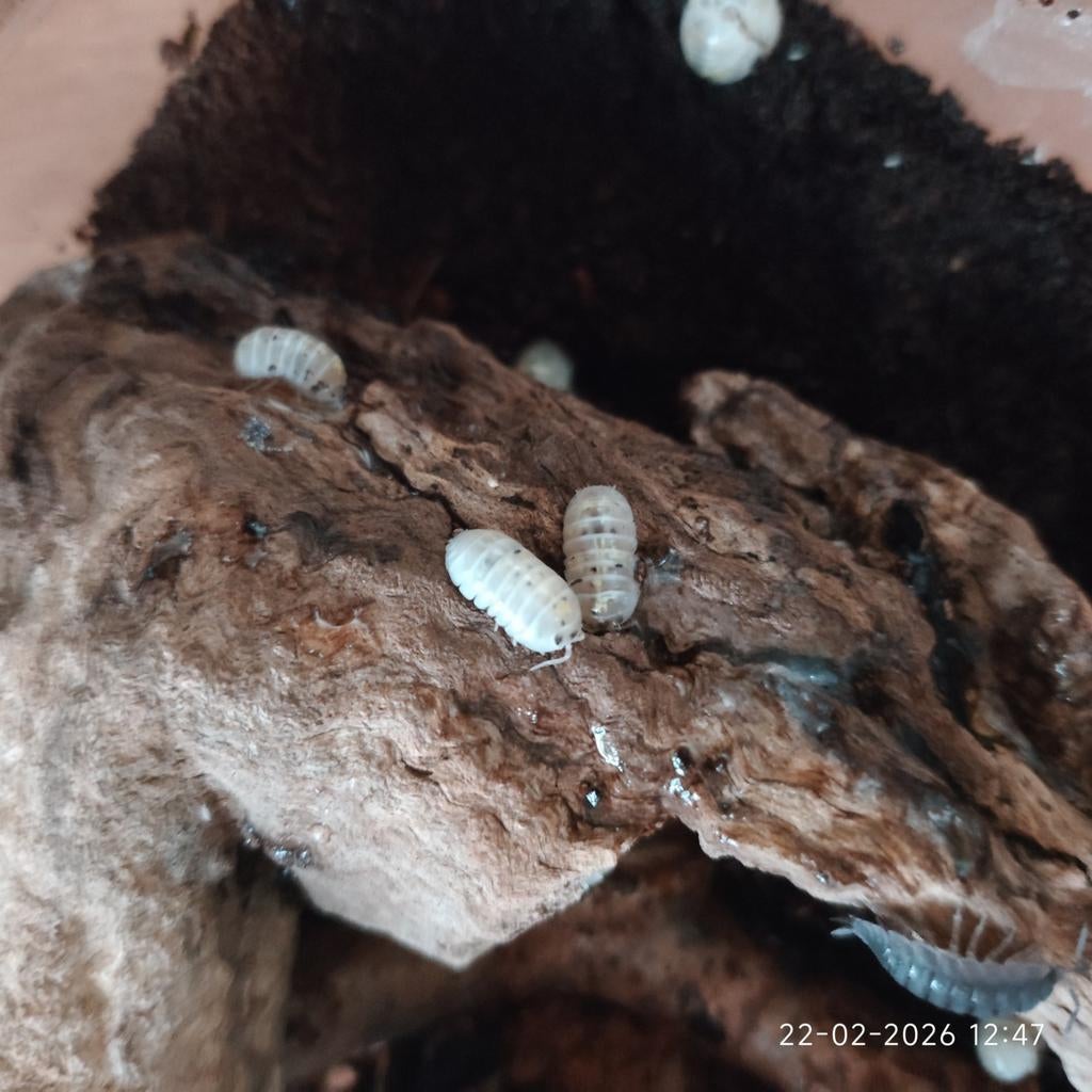 Diverse soorten Isopods, Dieren en Toebehoren