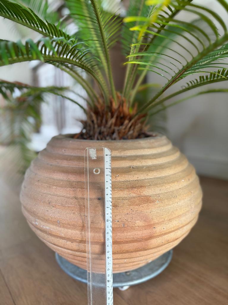 XXL Vredespalm, Cycas Revoluta, Ophalen, Palm, Halfschaduw, In pot