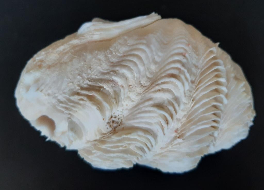 Schelp : Tridacna maxima, Ophalen of Verzenden, Schelp(en)