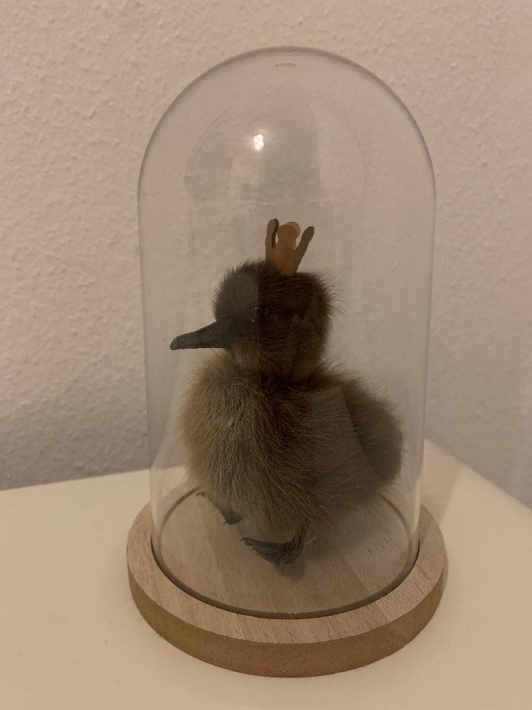 Taxidermie cadeautip eendenkuiken bruin dons kroon stolp, Enlèvement ou Envoi, Neuf, Animal de ferme, Animal empaillé