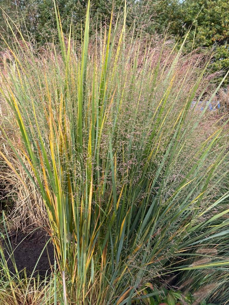 Panicum Virgatum., Tuin en Terras, Ophalen, Volle zon, Vaste plant, Siergrassen