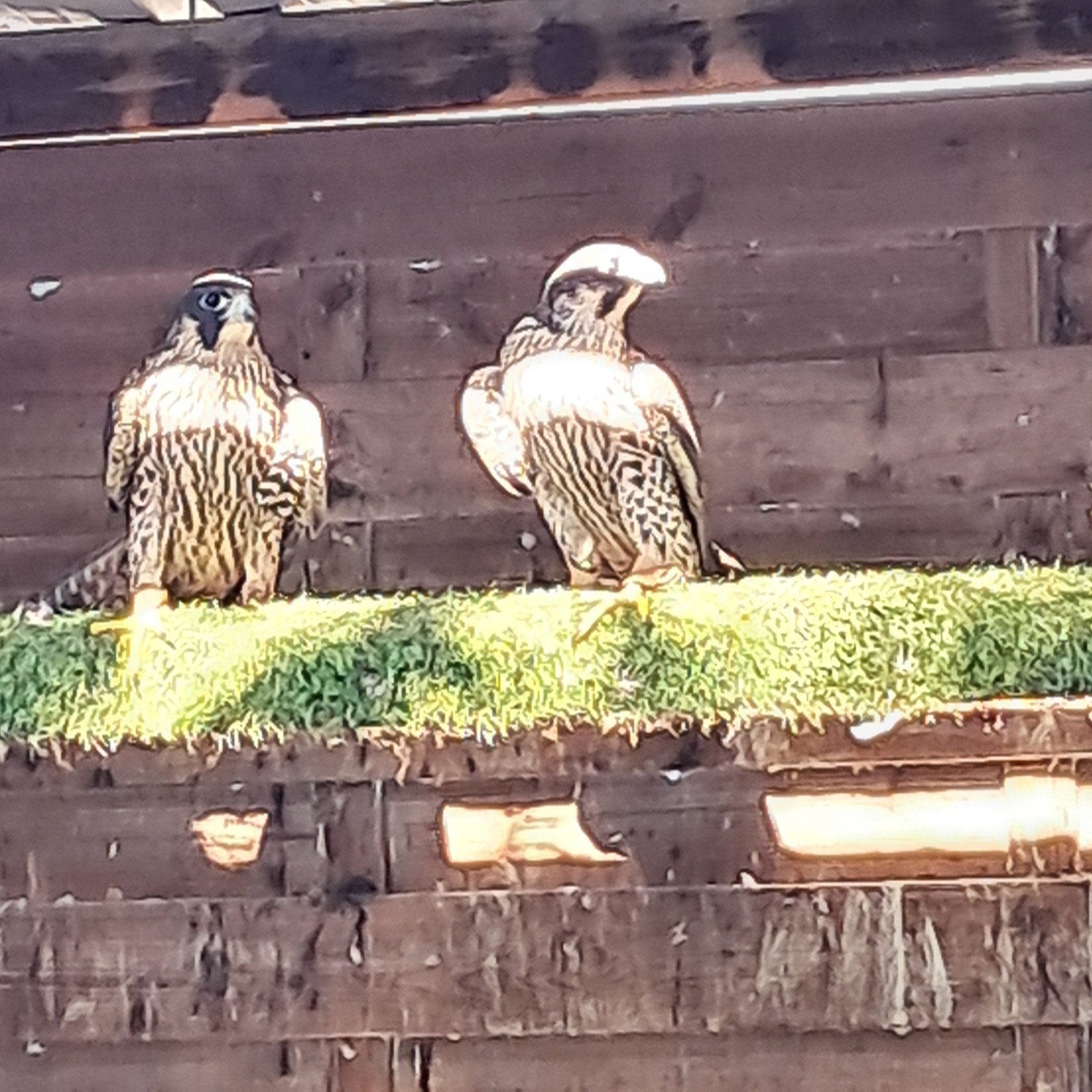Slechtvalk tarsel, Dieren en Toebehoren, Vogels | Overige Vogels