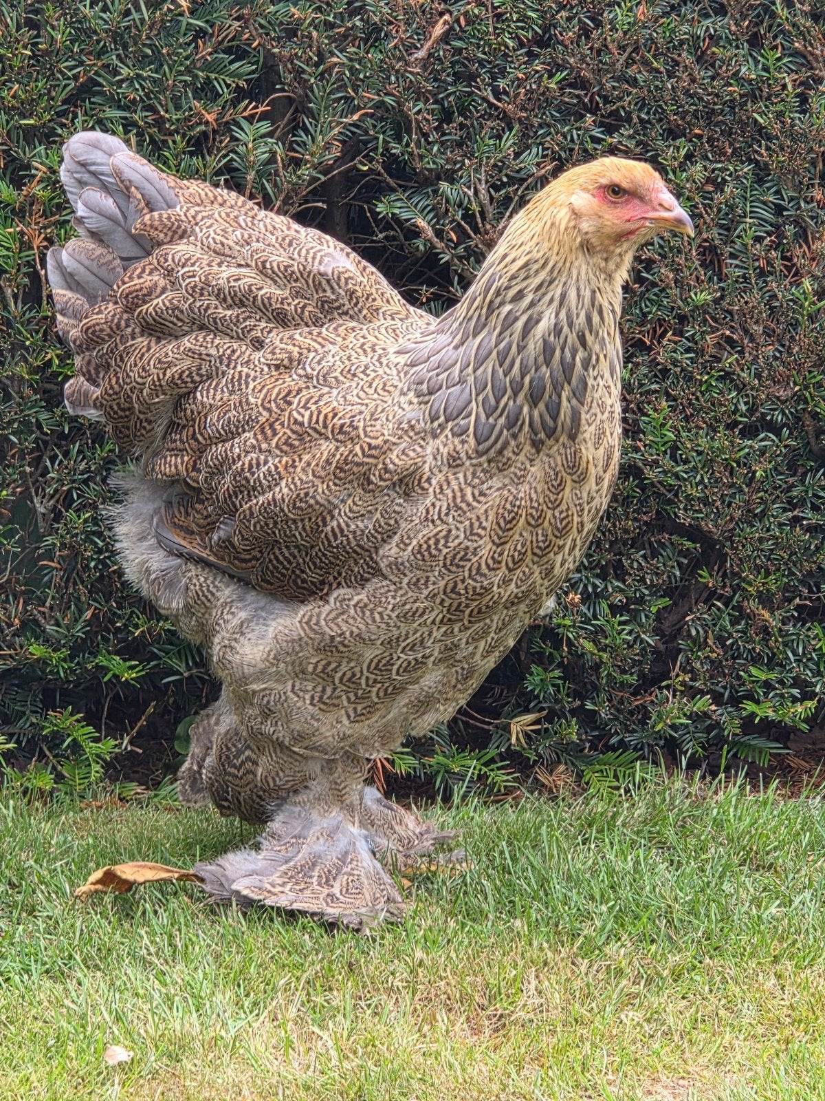 Brahma meerzomig blauwpatrijs hen, Dieren en Toebehoren, Pluimvee
