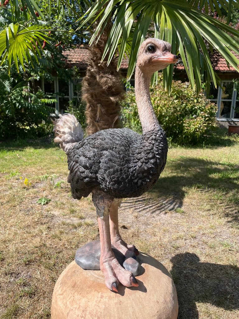 Image Autruche, pelouse, jardin, étang, zoo 70cm, Enlèvement, Neuf, Synthétique, Animal