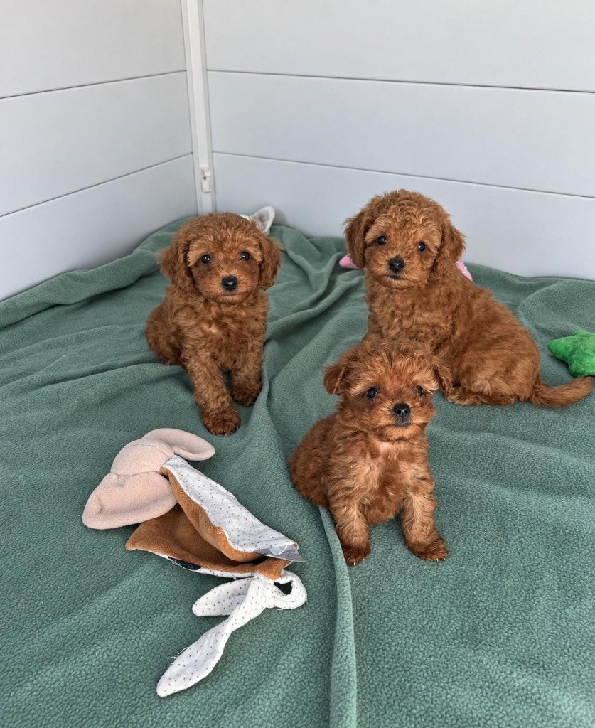 Beaux chiots nains ou caniches en peluche, Caniche, Maladie de Carré (chiens), Plusieurs, Belgique