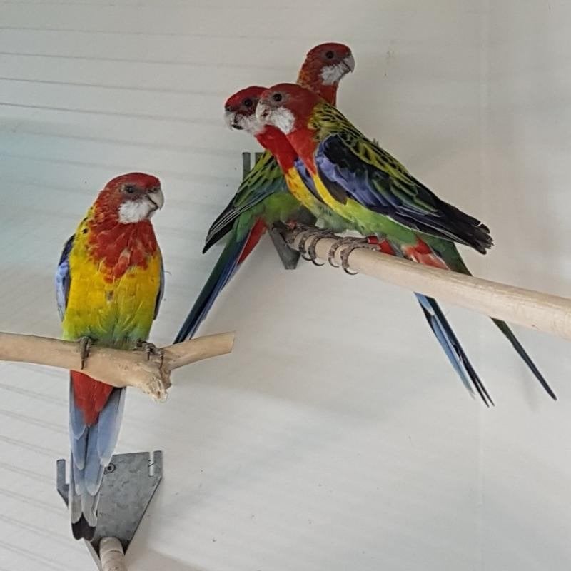 parkieten, prachtrosella,rosella parkieten,rosella, 2026, Meerdere dieren, Parkiet