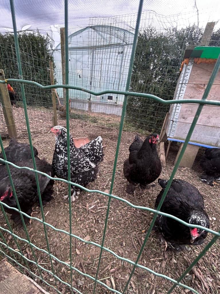 Brahma zwart en zwart-wit broedeieren, Geslacht onbekend, Kip