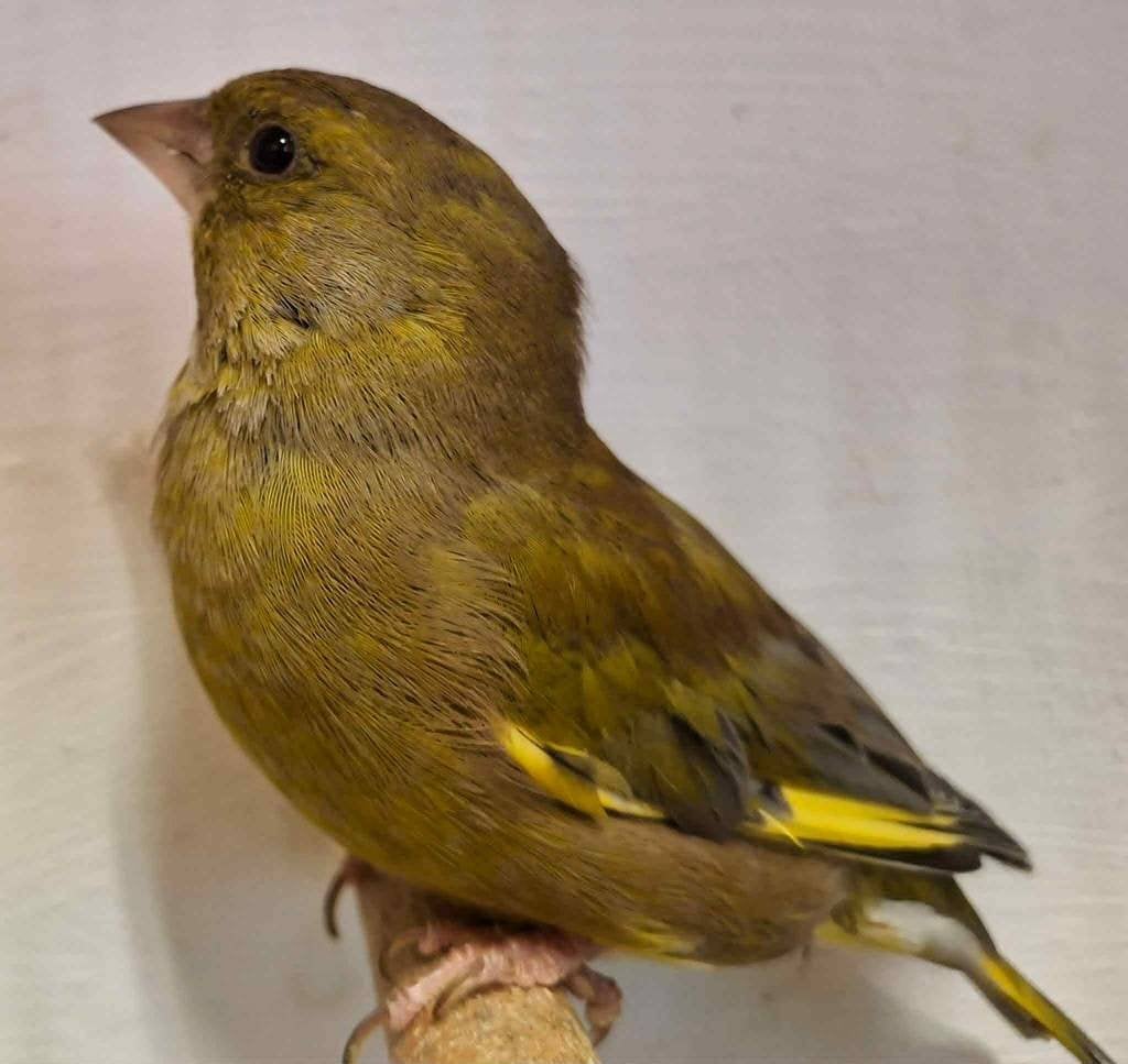 1 groenling (man), Dieren en Toebehoren