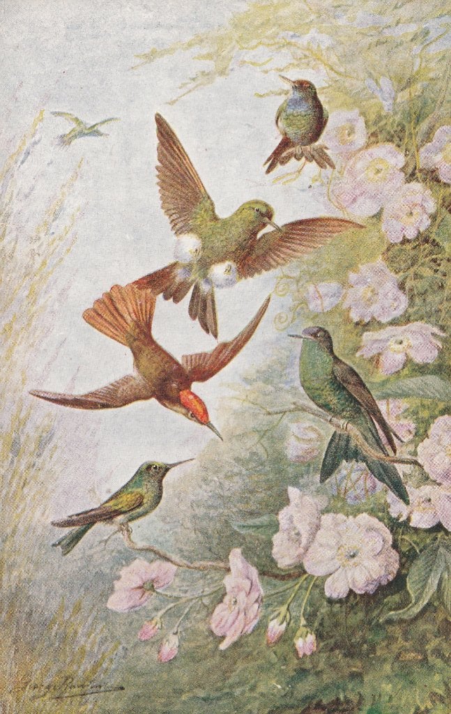 HONINGVOGELS en KOLIBRIES, Collections, Cartes postales | Animaux, Envoi, Non affranchie, Oiseaux