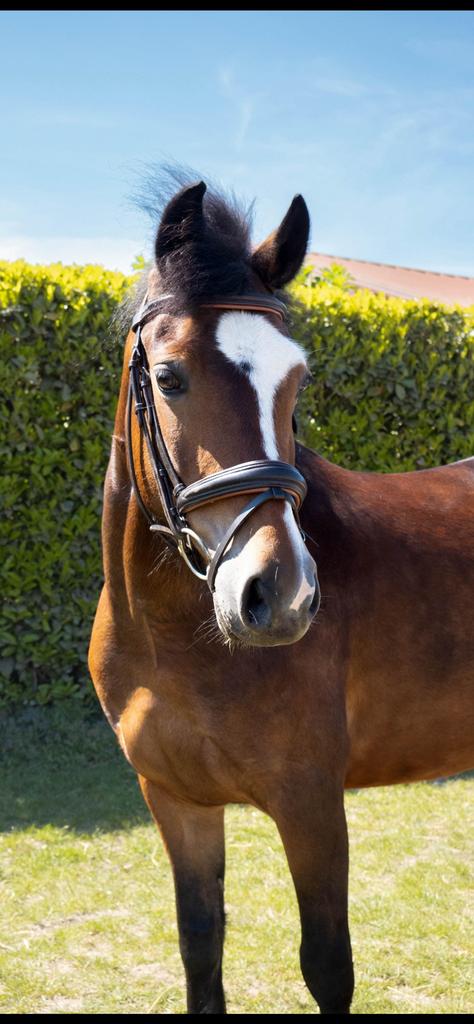 Welsh cob pony merrie 5 jr, Animaux & Accessoires, Poneys, Jument