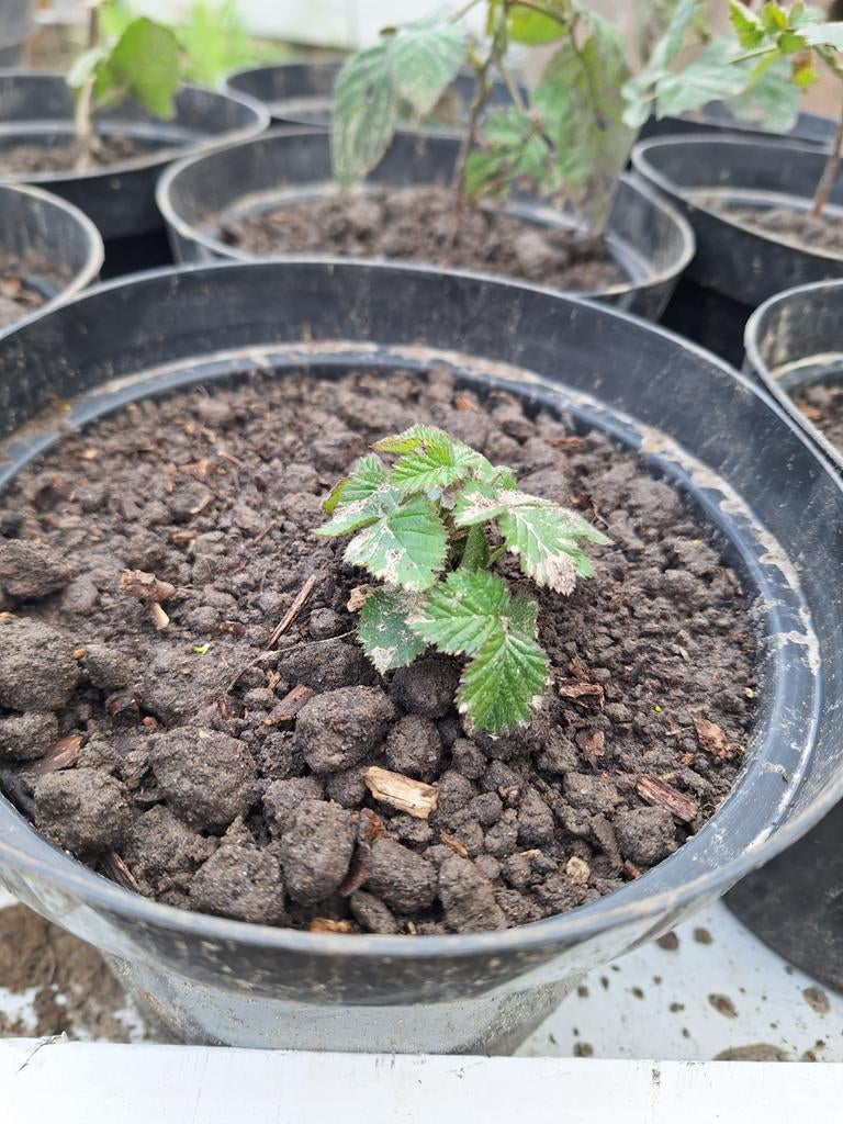 Bramen struik, Tuin en Terras, Ophalen
