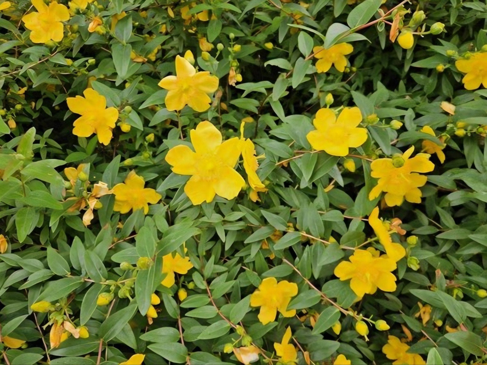 hypericum calycinum, Tuin en Terras, Ophalen, Overige soorten, Volle zon