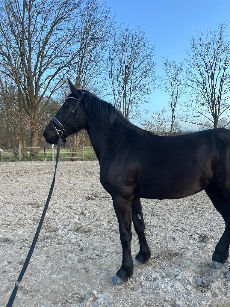 Paard fries, Cheval de dressage, 165 à 170 cm, Avec pedigree, Ne s'applique pas