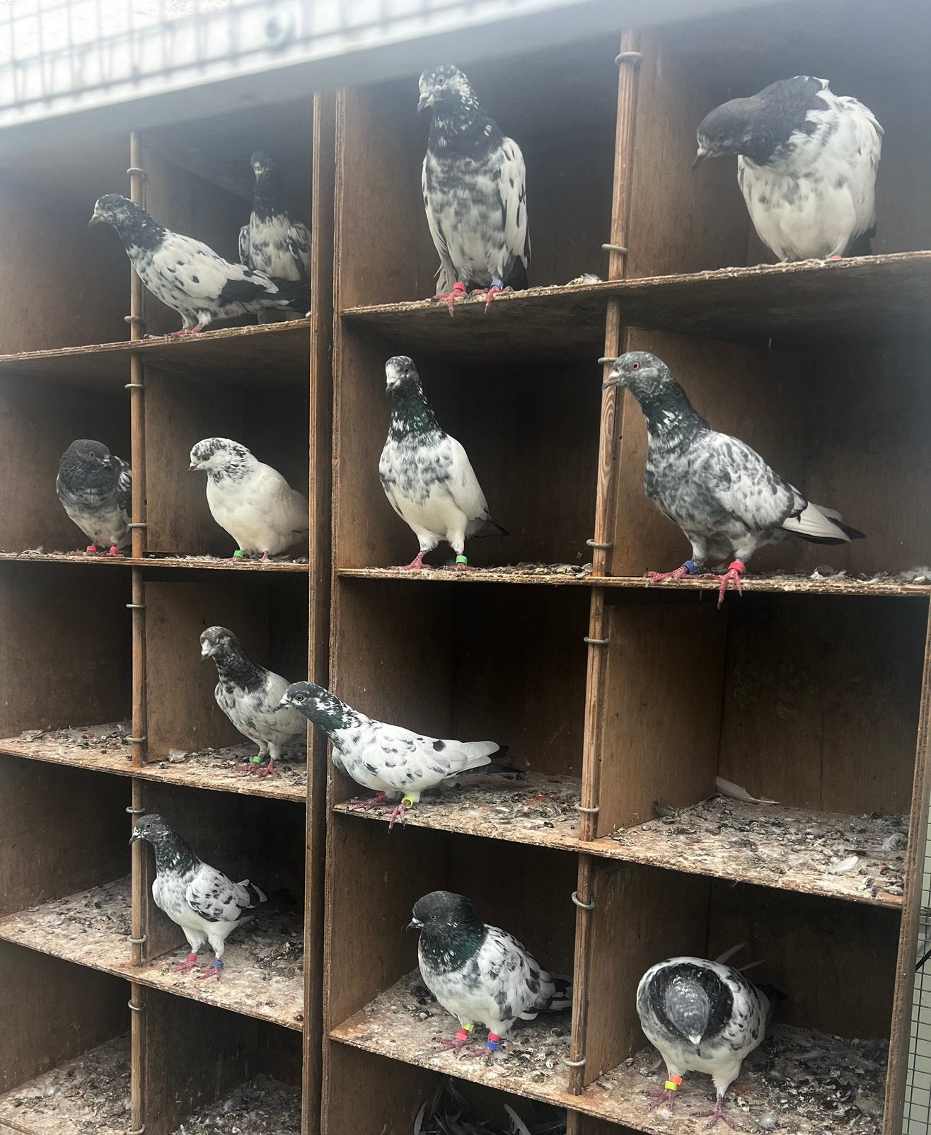 20 PAKISTANISCHE HOOGVLIEGER DUIVEN HEEL HOOG & LANG VLIEGEB, Dieren en Toebehoren, Vogels | Duiven