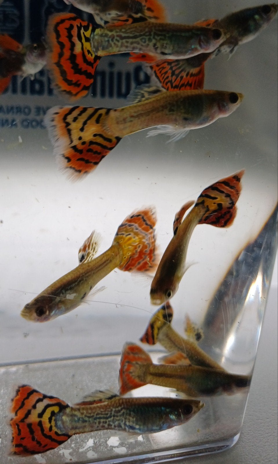 Hobbyaquarium poec ret Dumbo ear / snakeskin mosaic /guppen, Dieren en Toebehoren, Vis, Zoetwatervis, Schoolvis