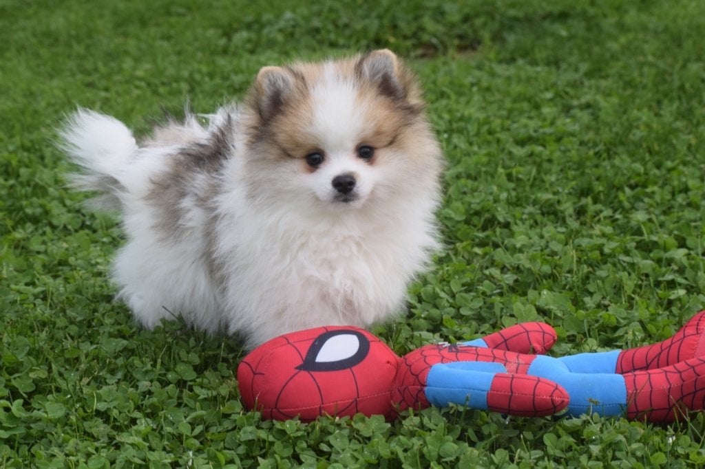 Chiot de Poméranie, pomérien, mini keeshond, Spitz, Animaux & Accessoires, 15 semaines à 1 an, Loulou, Éleveur | Professionnel