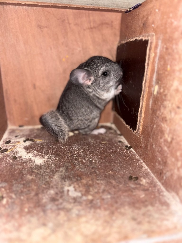 Chinchilla, Août, Chinchilla, Domestique, Femelle