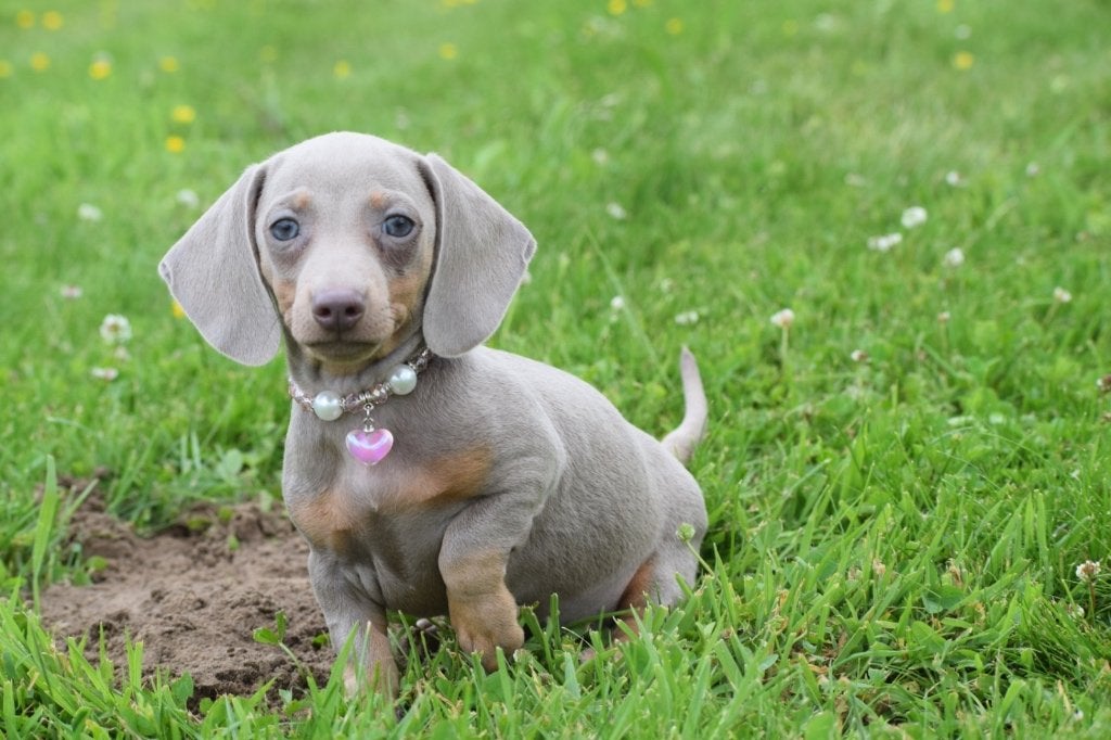 Teckel pups direct beschikbaar, Dieren en Toebehoren, Honden | Teckels en Dashonden, België, 8 tot 15 weken, Korthaar, Dwerg