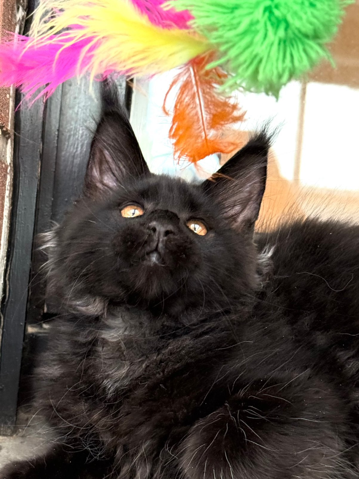 Prachtige Maine Coon kittens met stamboom ❗️❗️❗️, Dieren en Toebehoren, Katten en Kittens | Raskatten | Langhaar, Kater, Met stamboom