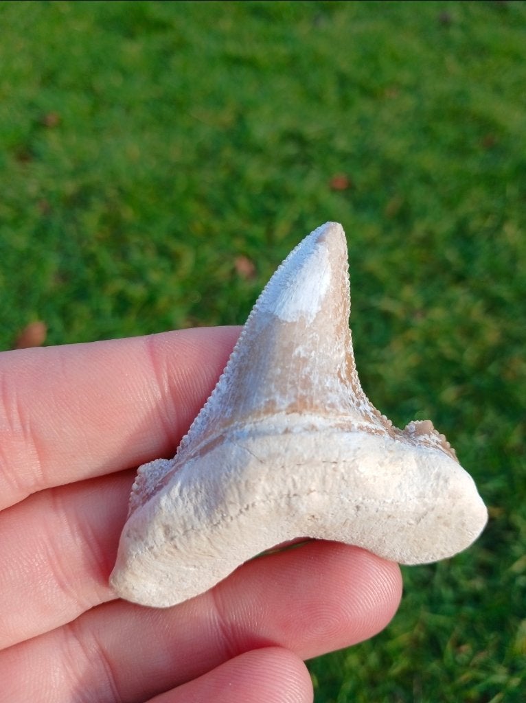 Mooie Otodus Sokolovi haaientand fossiel, Ophalen of Verzenden, Fossiel