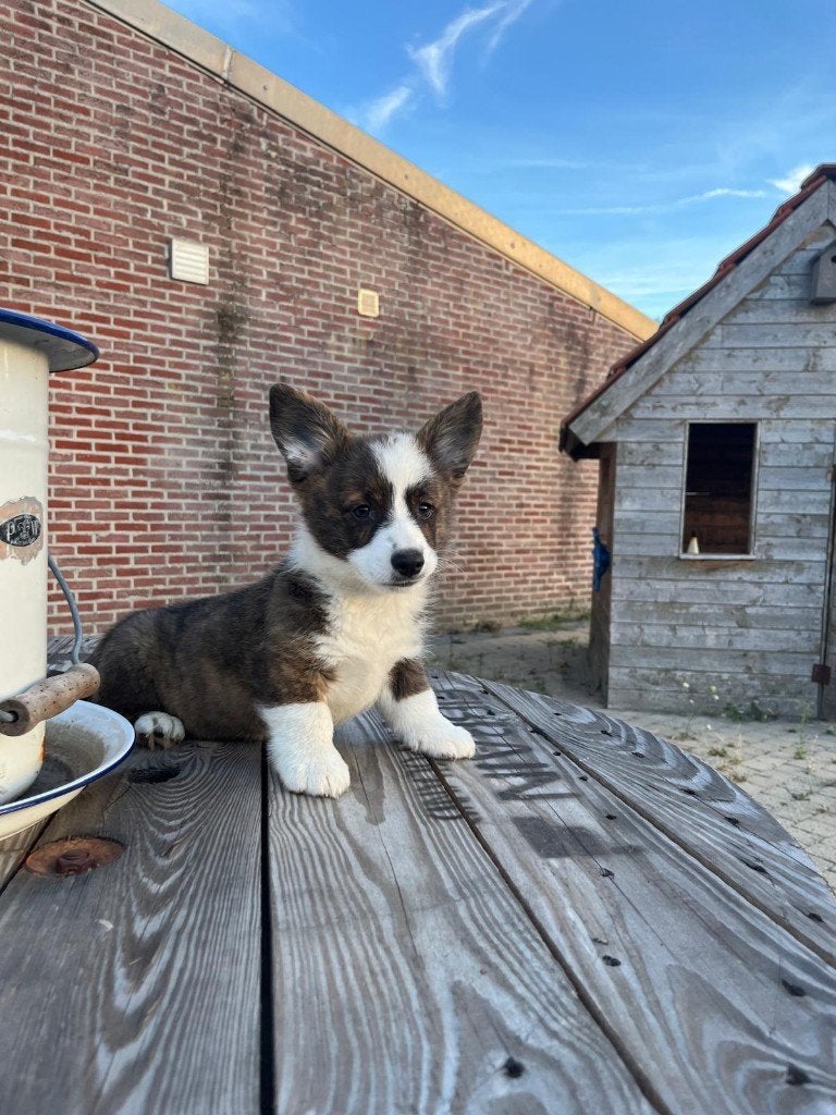 Welsh Corgi pups te koop, Dieren en Toebehoren, Honden | Herdershonden en Veedrijvers, België, Fokker | Hobbymatig, Overige rassen