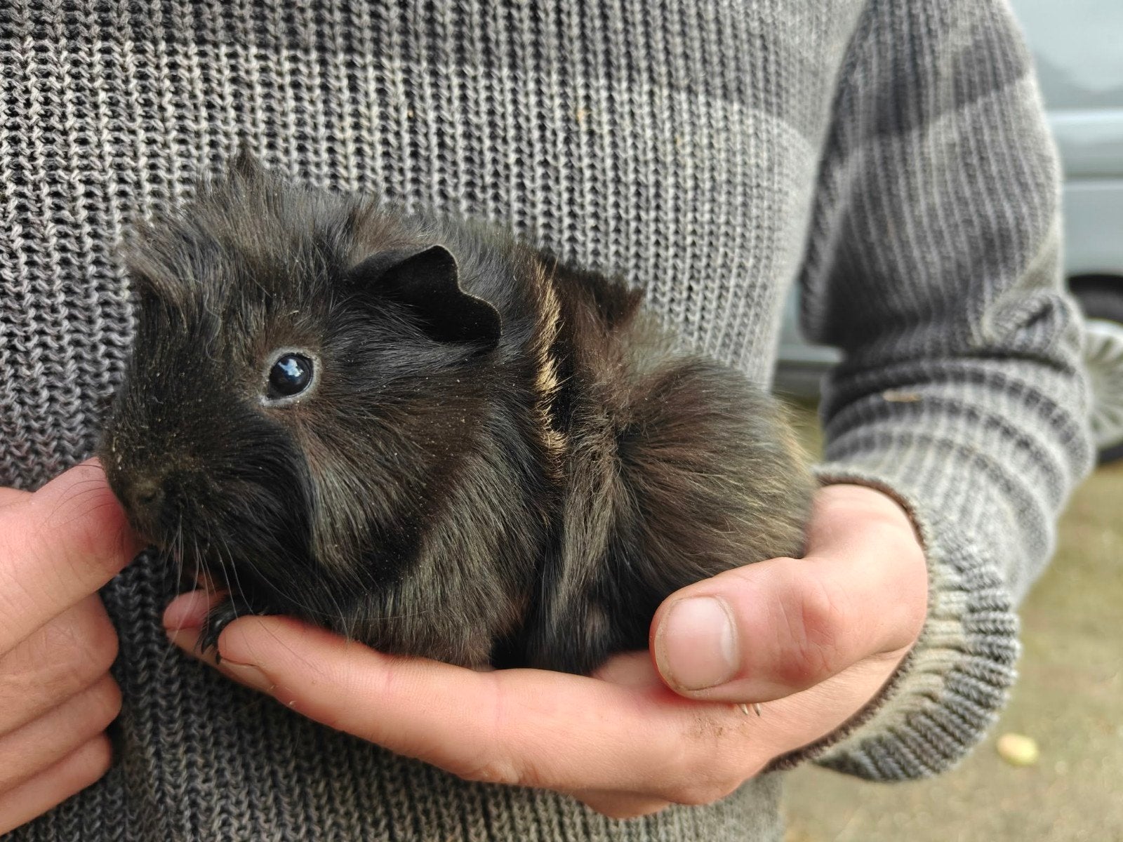 5 mooie cavia mannetjes / beertjes te koop, Dieren en Toebehoren, Augustus, Mannelijk, Cavia