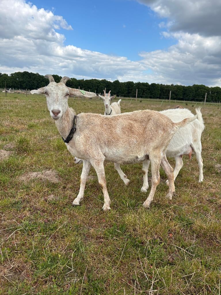 Melkgeiten Saanen en Nubisch, Femelle, Chèvre, 3 à 5 ans