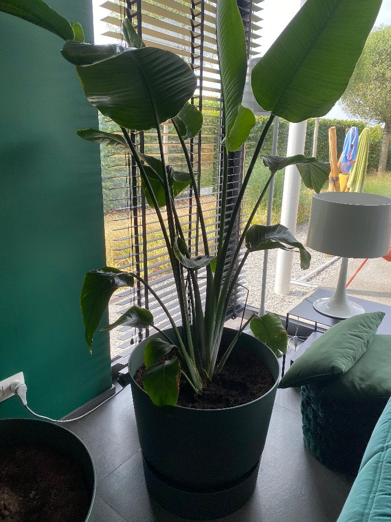 Grand Strelitzia nicolai avec pot ELHO à réserve d’eau, Enlèvement