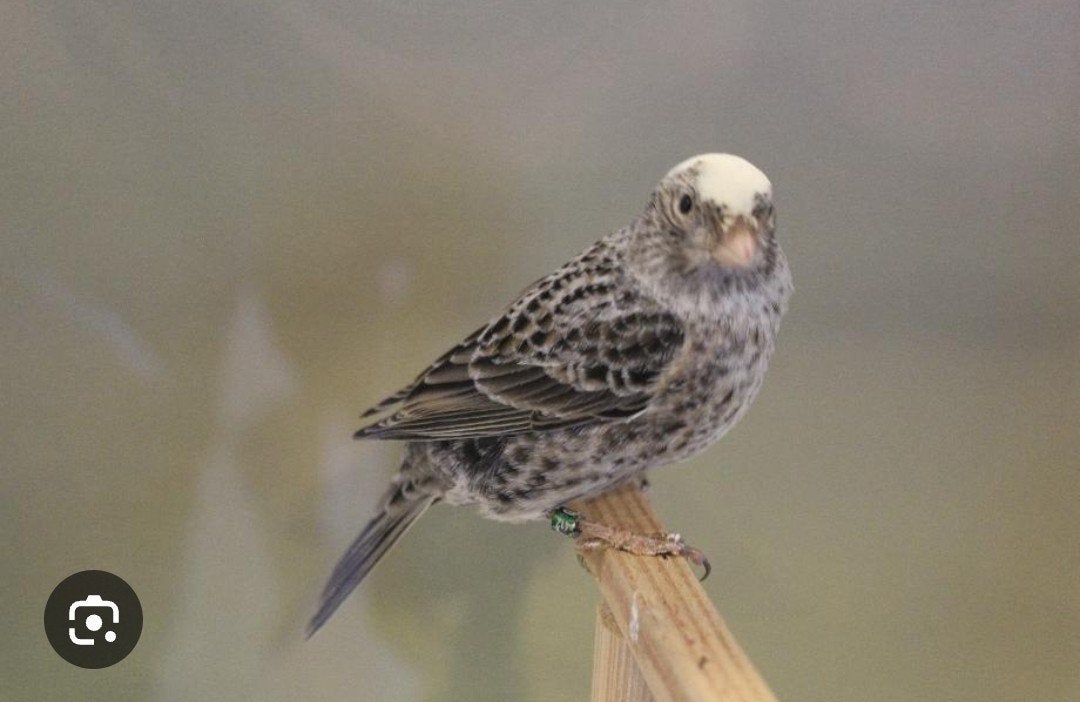 Op zoek naar blauwe lizard kanarie, Animaux & Accessoires, Oiseaux | Oiseaux Autre