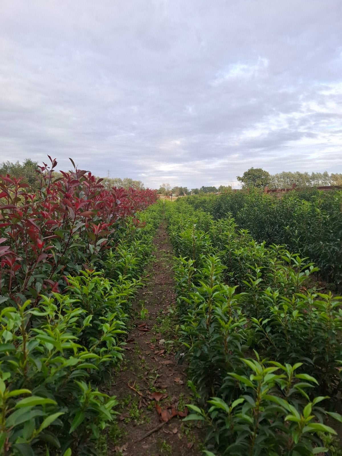 HAAGPLANTEN, Jardin & Terrasse, Enlèvement, Graminées ornementales