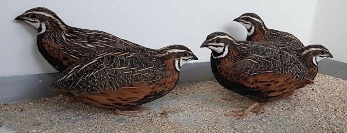 Harlekijn kwartels, Meerdere dieren, Tropenvogel