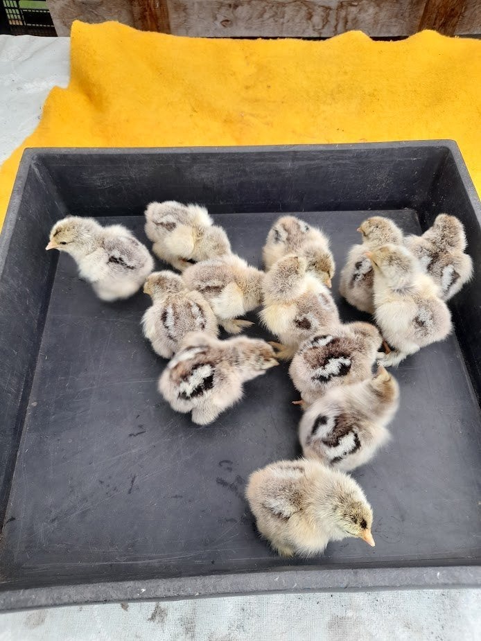 poussins de jour de Brahma Silver Perdrix, Animaux & Accessoires, Volatiles, Poule ou poulet, Sexe inconnu