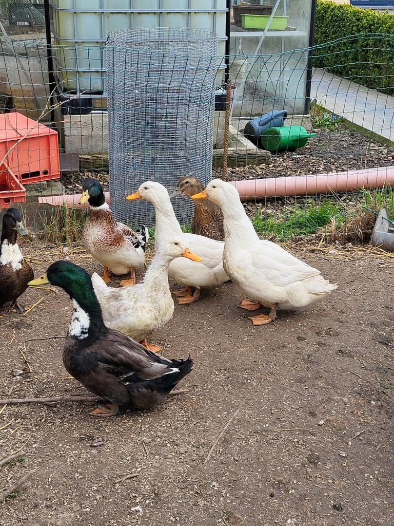 Canard de Pékin et hybrides, Canard