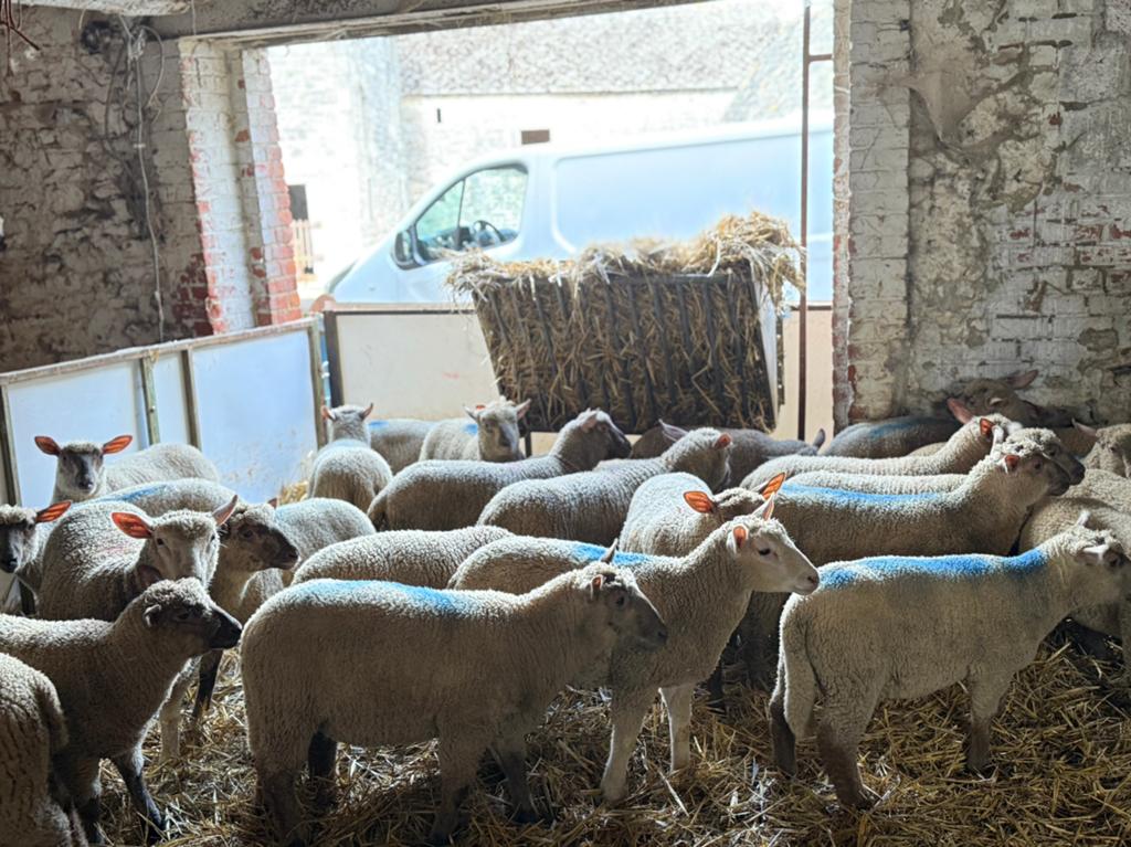 Mouton pour la fête, Enlèvement ou Envoi, Comme neuf