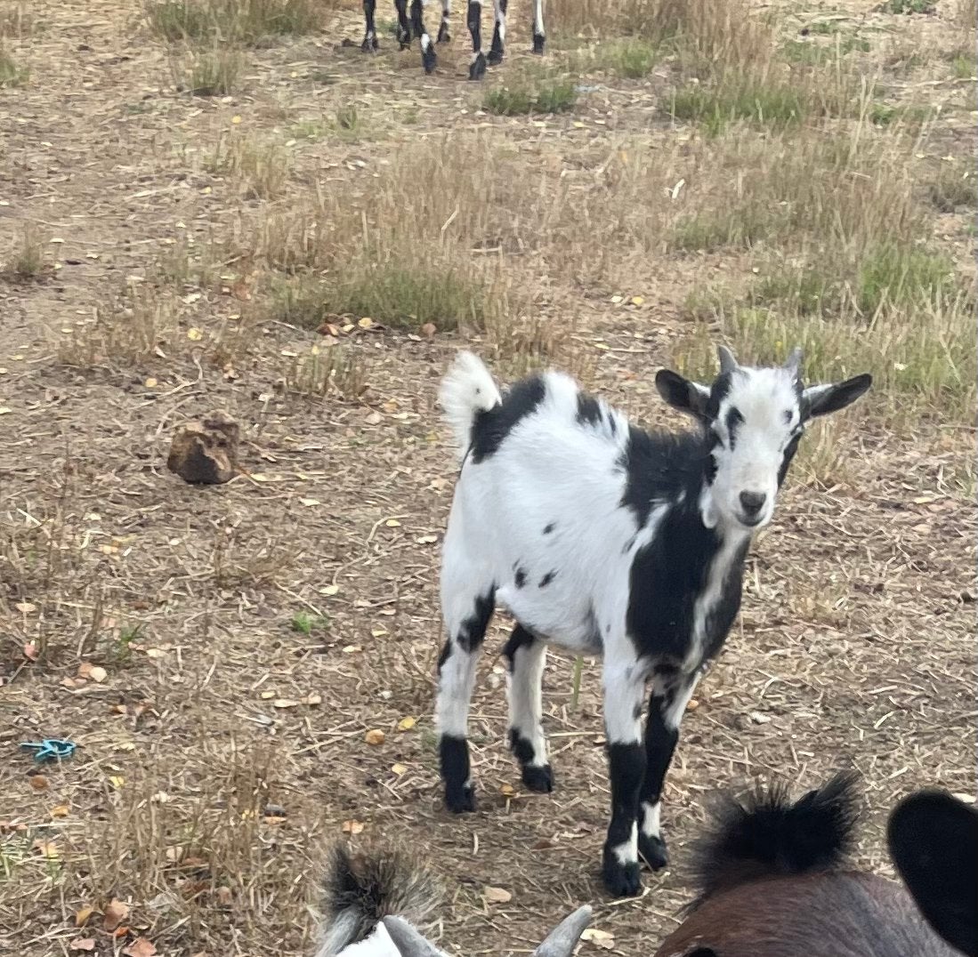 Dwerggeit bokje, Dieren en Toebehoren, Mannelijk, Geit, 0 tot 2 jaar