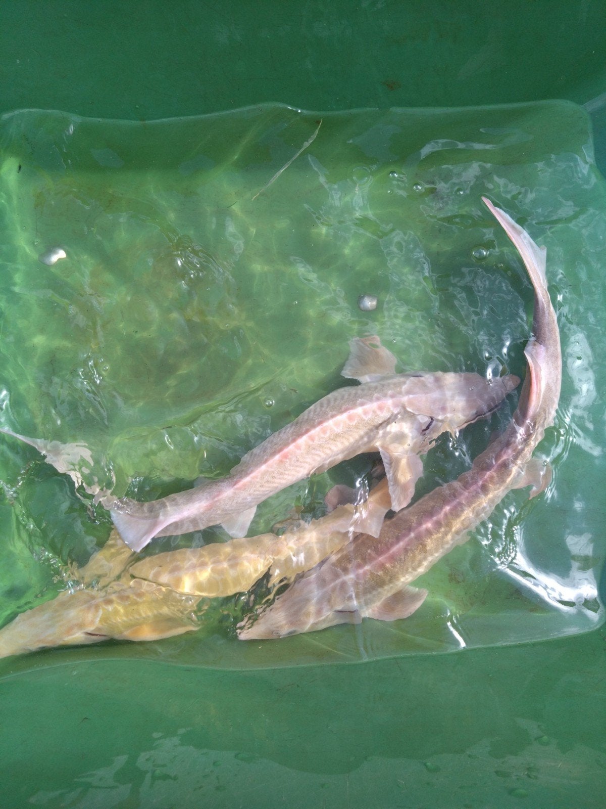 albino steur 50-60cm, 35-40cm, 20-25cm., Dieren en Toebehoren, Steur