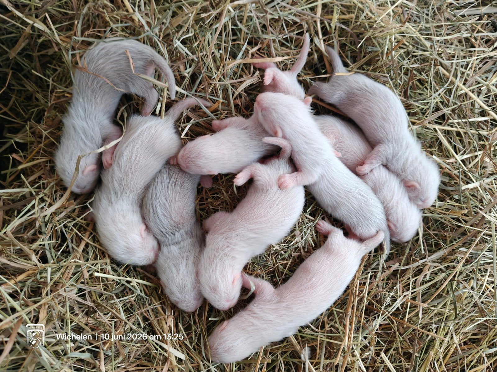 Fretjes, Dieren en Toebehoren, Mei, Meerdere dieren