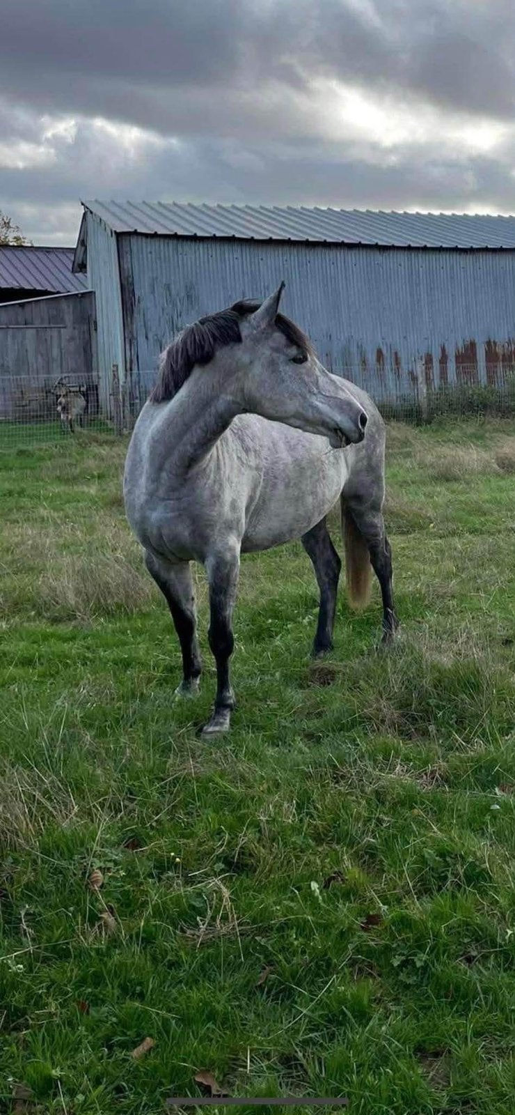 Cheval a vendre, Animaux & Accessoires, Chevaux, Jument, Ne s'applique pas, Moins de 160 cm, 7 à 10 ans, Cheval de saut, Avec puce électronique
