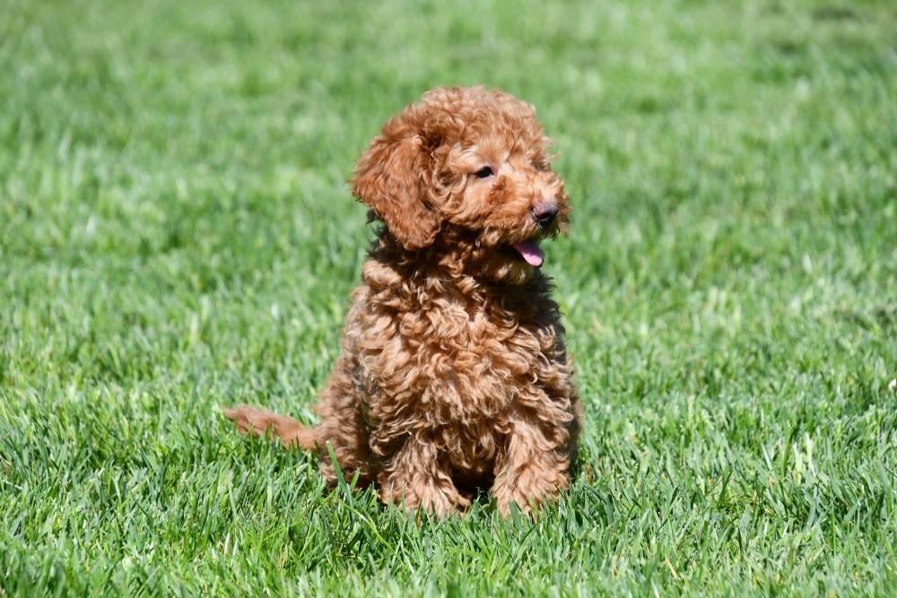 Dwergpoedel pups te koop, Dieren en Toebehoren, Poedel, 15 weken tot 1 jaar, Buitenland, Parvo