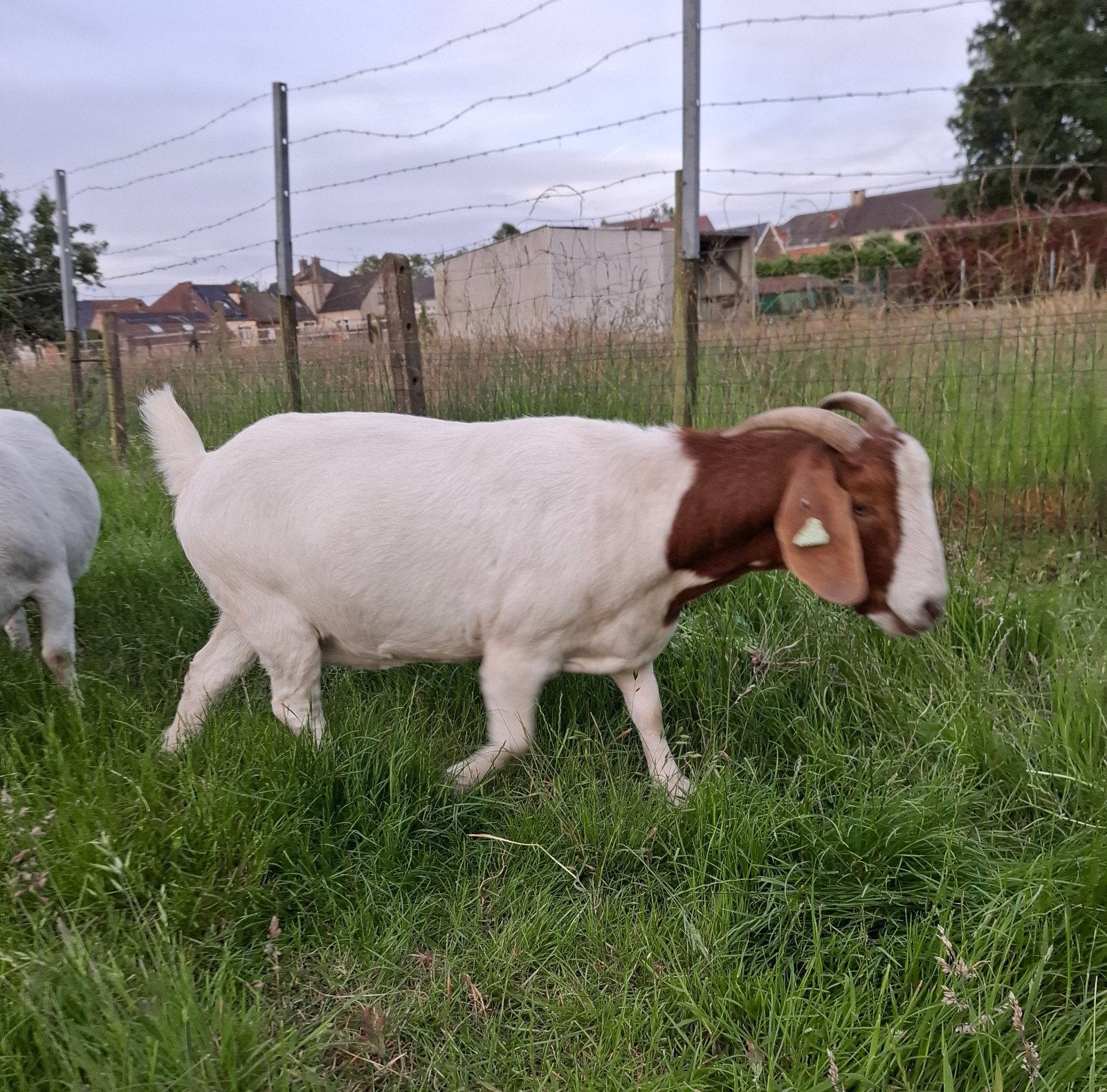 Chèvre Boer