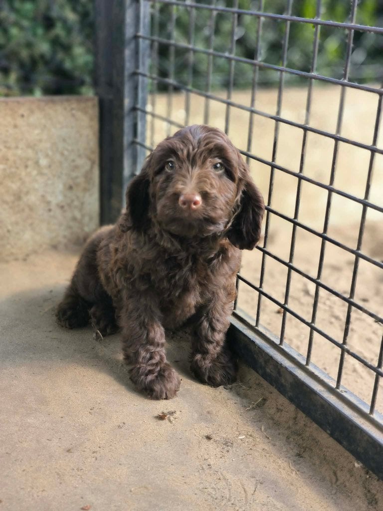 Chiots Labradoodle belges à vendre, Taille moyenne, Plusieurs, Hépatite contagieuse (maladie de Rubarth), Belgique