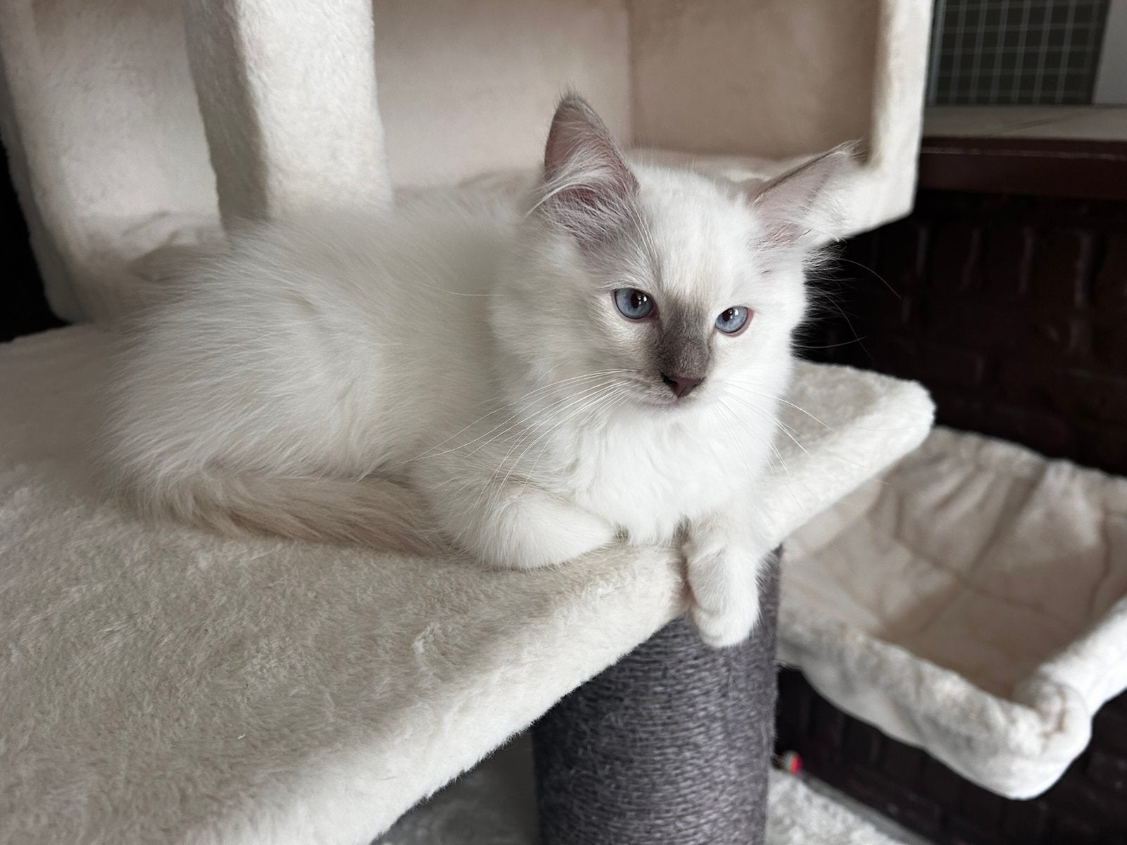 Ragdoll katertje, Animaux & Accessoires, Plusieurs animaux, Avec puce électronique, 0 à 2 ans