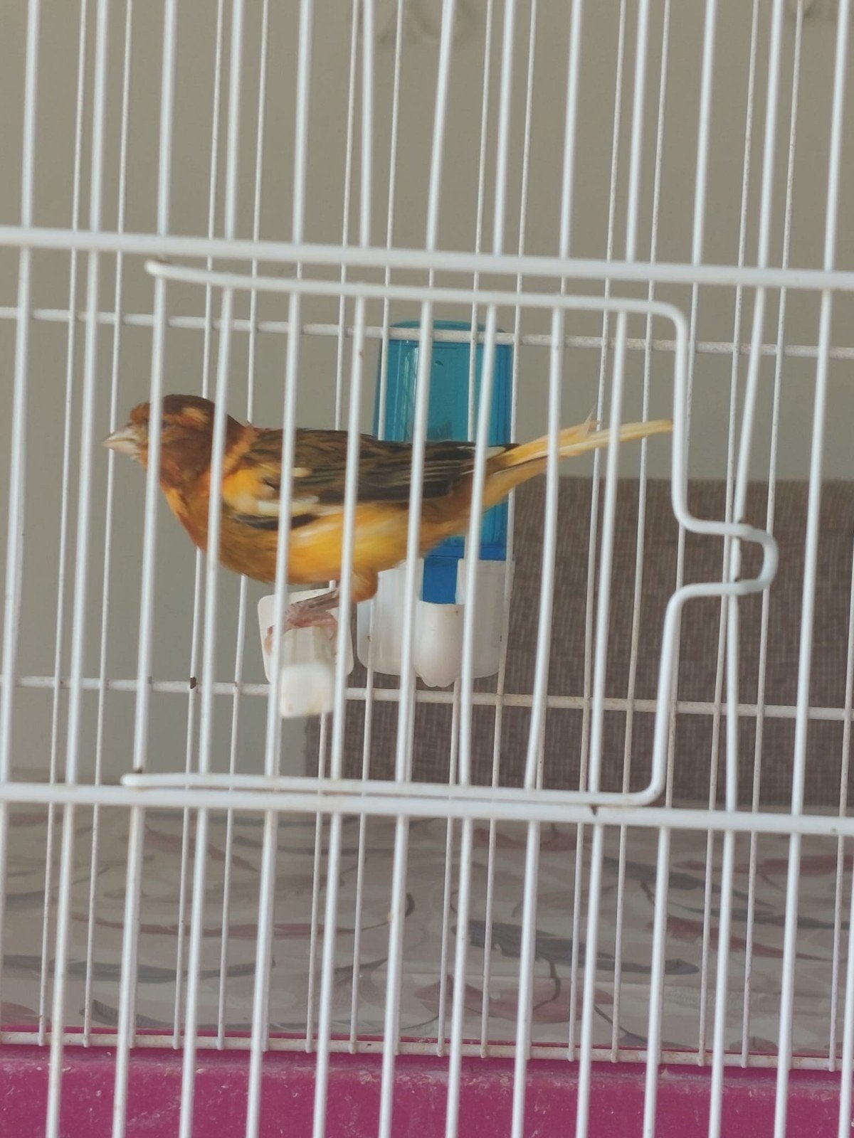 كناري للبيع kanarie te koop, Dieren en Toebehoren
